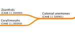 Cnidaria: Colonial anemones