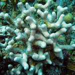 Bleached Porites divaricata