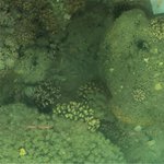 Dead Dipsastraea with Turf Algae