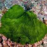 Filamentous Macroalgae