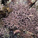 Algae, branching calcareous