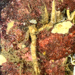 Hypsicomus phaeotaenia