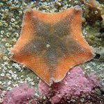 Patiriella regularis