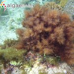 Pterocladiella capillacea