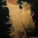 Didemnum psammathodes