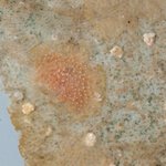 Celleporaria atlantica