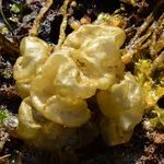 Colpomenia peregrina