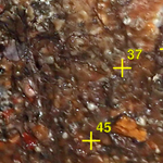 Unknown Sponge - Brown