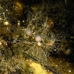 Sycozoa sp