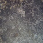 Dead Acropora