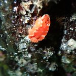 Ceratosoma brevicaudatum