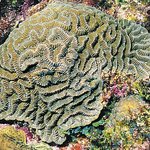 Meandrina meandrites