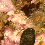 Bunoddactis hermaphroditica