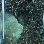 corals:stony coral:Acropora Tabulate