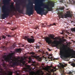 Cyanobacteria_filamentous