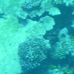 Dead Pocillopora