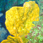 1m Yellow Ear Sponge