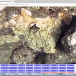 Montipora patula, recently dead