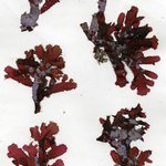 Osmundaria obtusiloba