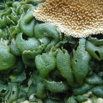 CRED-Dictyosphaeria spp