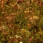 Eurypodius latreillei