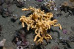Sponge (arborescent)