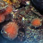 Distaplia bermudensis