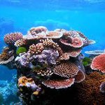 Live Coral