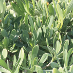 Borrichia arborescens