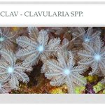 Clavularia spp.
