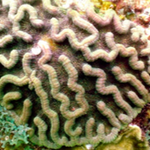 Mycetophyllia danaana