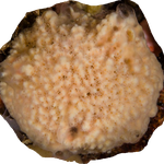 Lissodendoryx patagonica