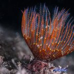 Branchiomma luctuosum