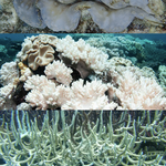 Condition_Fully Bleached