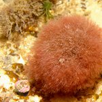 Anotrichium furcellatum