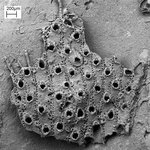 Parasmittina pinctatae