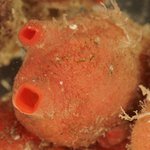 Dendropoa grossularia