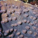 Mycedium elephantotus