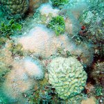 erythropodium - Dead