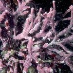 Erect coralline red algae