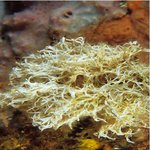 Salmacina_spp/Filograna implexa