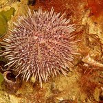 Pseudechinus magellanicus