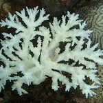 Bleached Acropora