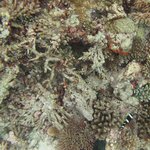 Cyanobacteria smothering rubble