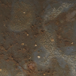 Trididemnum delesseriae