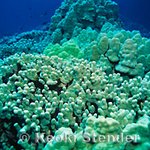 Porites nodular branches