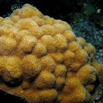 Porites asteroides orange