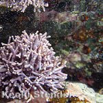 Branching Coralline Algae