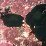 Macroalgae: Encrusting: green