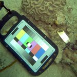 Meandroid (brain) corals